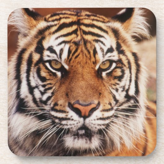 Sumatra-Tiger Untersetzer (Vorderseite)