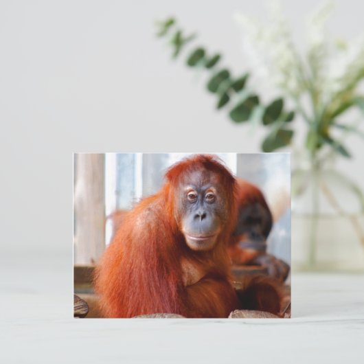 Sumatran Orangutan, freundlich und intelligent Postkarte (Stehend Vorderseite)
