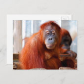 Sumatran Orangutan, freundlich und intelligent Postkarte (Vorne/Hinten)
