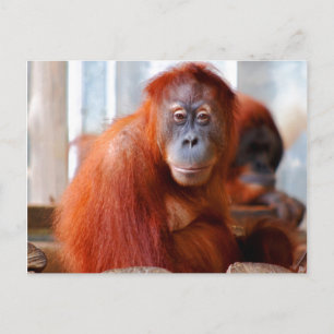 Sumatran Orangutan, freundlich und intelligent Postkarte