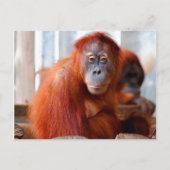 Sumatran Orangutan, freundlich und intelligent Postkarte (Vorderseite)