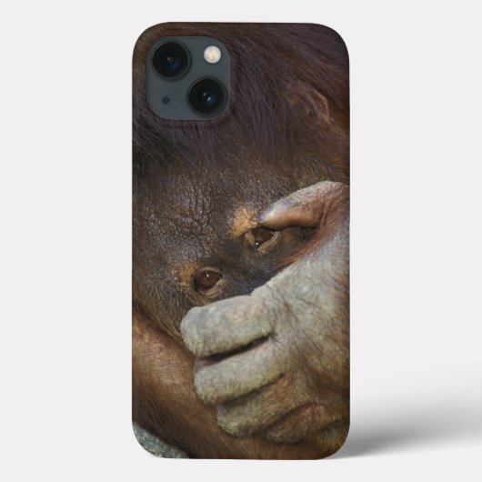 Sumatran Orangutan Pongo pygmaeus Case-Mate iPhone Hülle (Rückseite)