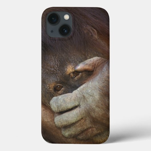Sumatran Orangutan Pongo pygmaeus Case-Mate iPhone Hülle (Rückseite)
