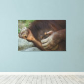 Sumatran Orangutan Pongo pygmaeus Leinwanddruck (Insitu (Holzboden))