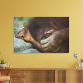 Sumatran Orangutan Pongo pygmaeus Leinwanddruck (Insitu (Wohnzimmer))