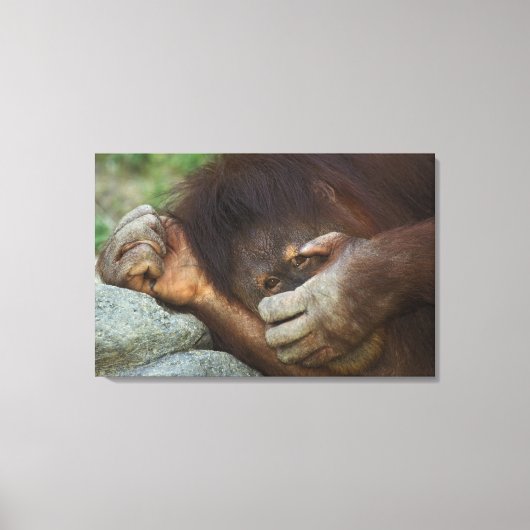 Sumatran Orangutan Pongo pygmaeus Leinwanddruck (Vorderseite)