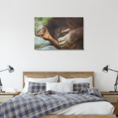 Sumatran Orangutan Pongo pygmaeus Leinwanddruck (Insitu (Schlafzimmer))