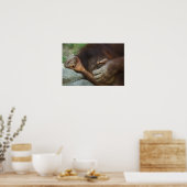 Sumatran Orangutan Pongo pygmaeus Poster (Küche)