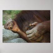 Sumatran Orangutan Pongo pygmaeus Poster (Vorne)