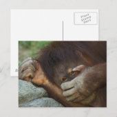 Sumatran Orangutan Pongo pygmaeus Postkarte (Vorne/Hinten)