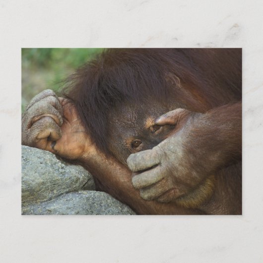 Sumatran Orangutan Pongo pygmaeus Postkarte (Vorderseite)