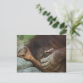Sumatran Orangutan Pongo pygmaeus Postkarte (Stehend Vorderseite)