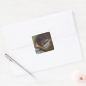 Sumatran Orangutan Pongo pygmaeus Quadratischer Aufkleber (Umschlag)