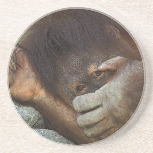 Sumatran Orangutan Pongo pygmaeus Sandstein Untersetzer (Vorne)