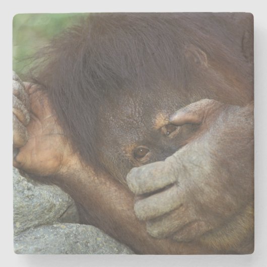 Sumatran Orangutan Pongo pygmaeus Steinuntersetzer (Vorderseite)