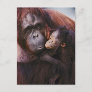 Sumatran-Orangutan-Weibchen mit Baby, Pongo Postkarte