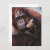 Sumatran-Orangutan-Weibchen mit Baby, Pongo Postkarte (Vorne/Hinten)