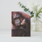 Sumatran-Orangutan-Weibchen mit Baby, Pongo Postkarte (Stehend Vorderseite)