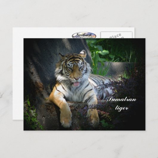 Sumatran Postkarte (Vorne/Hinten)