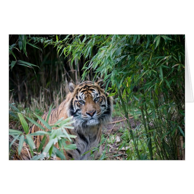 Sumatran Tiger (Vorderseite (Horizontal))