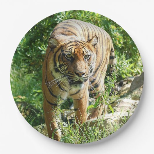 Sumatran Tiger 1 Pappteller (Vorderseite)