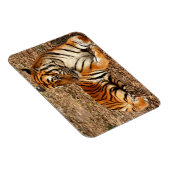 Sumatran Tiger 2 Magnet (Rechte Seite)