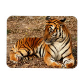 Sumatran Tiger 2 Magnet (Horizontal)
