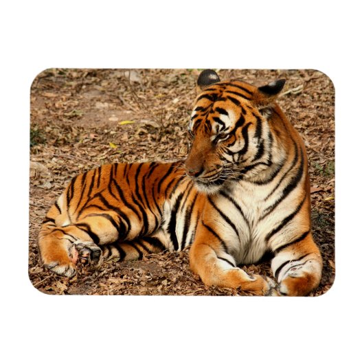 Sumatran Tiger 2 Magnet (Horizontal)
