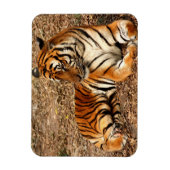 Sumatran Tiger 2 Magnet (Vertikal)