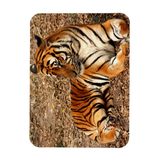 Sumatran Tiger 2 Magnet (Vertikal)