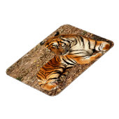 Sumatran Tiger 2 Magnet (Linke Seite)