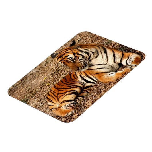 Sumatran Tiger 2 Magnet (Linke Seite)