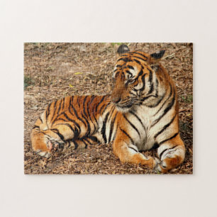 Sumatran Tiger 2 Puzzle