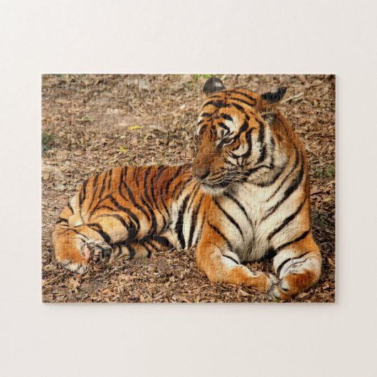 Sumatran Tiger 2 Puzzle (Horizontal)