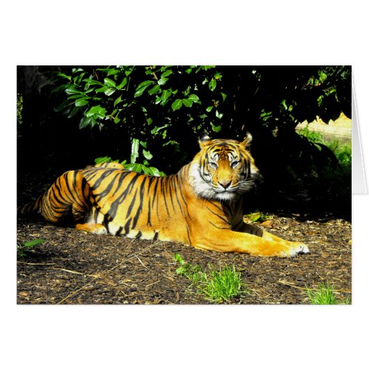 Sumatran Tiger Big Cat (Vorderseite (Horizontal))