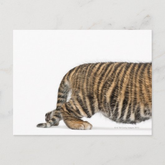 Sumatran Tiger cub 2 Postkarte (Vorderseite)