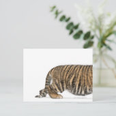 Sumatran Tiger cub 2 Postkarte (Stehend Vorderseite)
