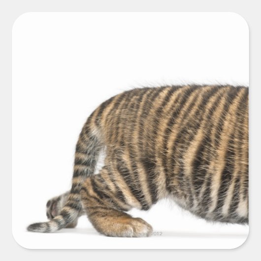 Sumatran Tiger cub 2 Quadratischer Aufkleber (Vorderseite)