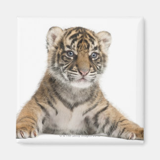 Sumatran Tiger cub Magnet