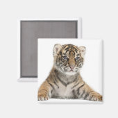 Sumatran Tiger cub - Panthera tigris sumatrae (3) Magnet (Vorderseite/Rückseite)