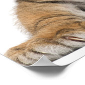 Sumatran Tiger cub Poster (Ecke)
