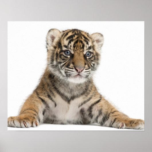 Sumatran Tiger cub Poster (Vorne)