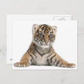 Sumatran Tiger cub Postkarte (Vorne/Hinten)