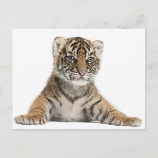 Sumatran Tiger cub Postkarte (Vorderseite)