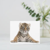 Sumatran Tiger cub Postkarte (Stehend Vorderseite)