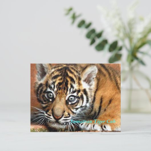 Sumatran Tiger Cub Postkarte (Stehend Vorderseite)