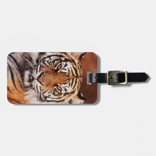 Sumatran Tiger Gepäckanhänger (Vorderseite horizontal)