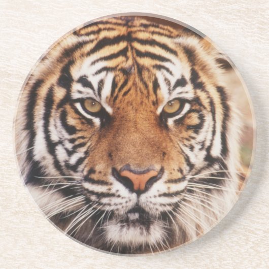 Sumatran Tiger Getränkeuntersetzer (Vorne)