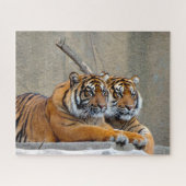 Sumatran Tiger. Große Katzen. Puzzle (Horizontal)