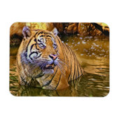 Sumatran Tiger in Wassermalerei Magnet (Horizontal)